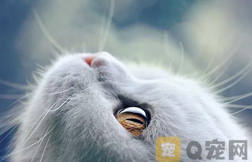 猫咪泪痕怎么去除？(图1)