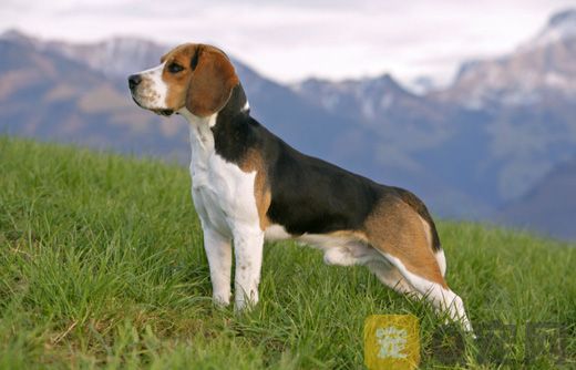 如何鉴别比格犬？