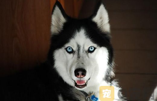 购买哈士奇后要注意什么(图1)