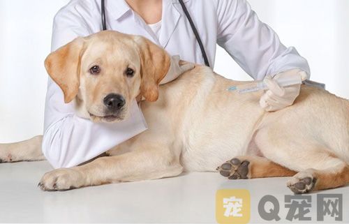 如何为狗狗做体检？