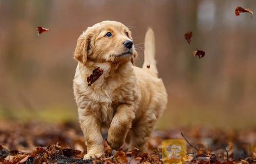 什么导致金毛犬肥胖？