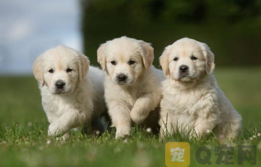 金毛犬为什么会腹泻？
