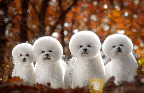 狗狗眼睛里的分泌物是怎么回事？