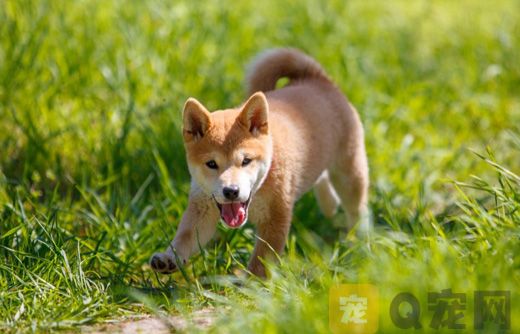 狗狗有圆成虫病怎么办？