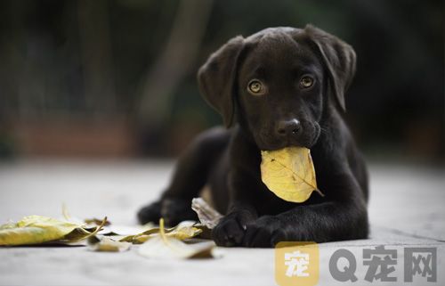 常见的狗狗耳道疾病有哪些？