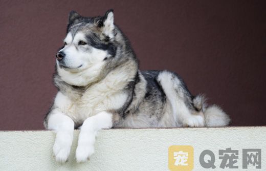 如何为家里的狗狗剪指甲？