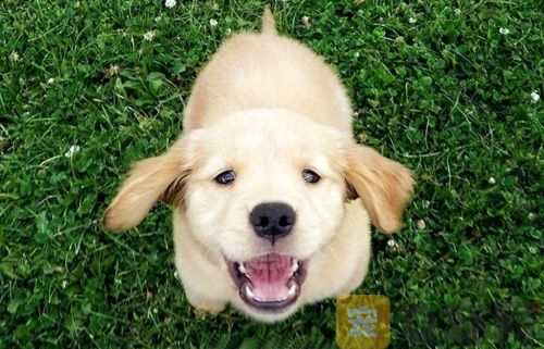 狗狗眼睛能滴眼药水滴眼液吗？