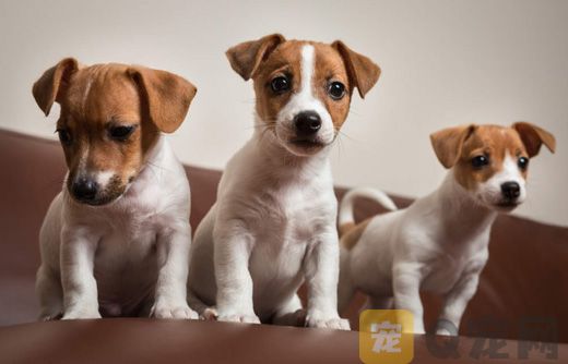 狂犬疫苗的知识误区有哪些？