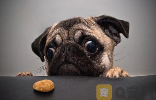 狗狗贫血怎么办？