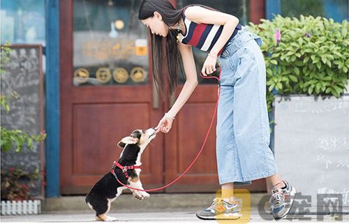 狗狗喝水需要注意什么问题？