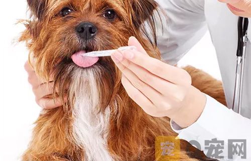 买狗的时候如何避免买到星期狗？(图1)