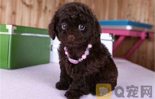 泰迪犬的面部清理