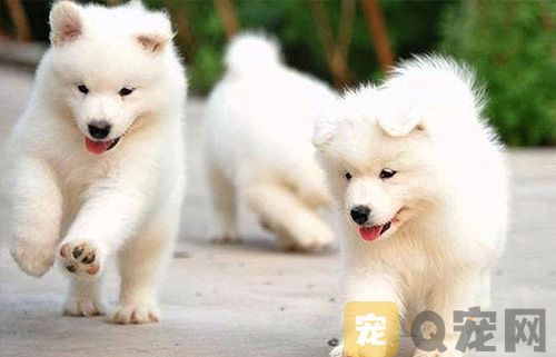 如何区别狗狗得传染病还是感冒？