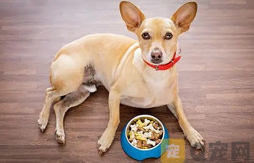 狗狗吃多少肉才合适？