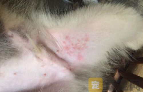 宠物狗狗掉毛了，怎么办？