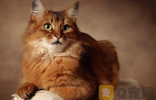你知道猫咪为什么会爱舔屁股吗？(图1)