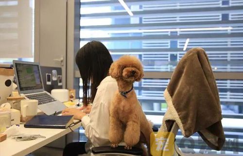 现在免费领养宠物的骗局有哪些？