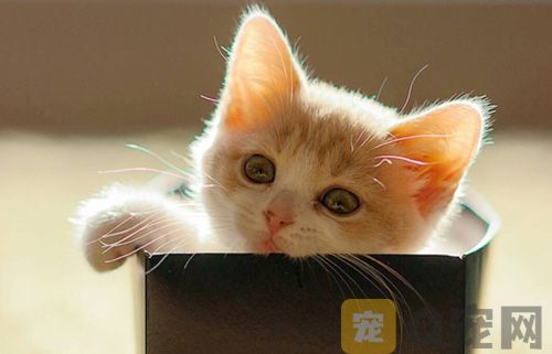 猫咪挑食有哪些原因？