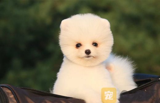 茶杯犬怎么预防寄生虫？