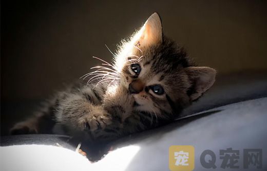 刚下生的小猫咪需要怎样护理？