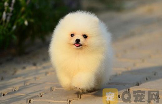 茶杯犬的寿命有多长？