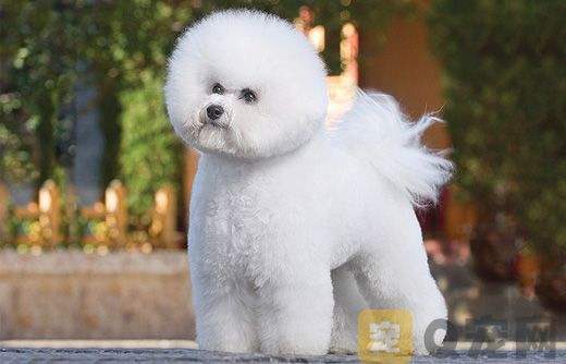 比熊犬洗澡需要注意什么？