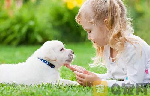 狗狗必须改掉的坏毛病(图1)