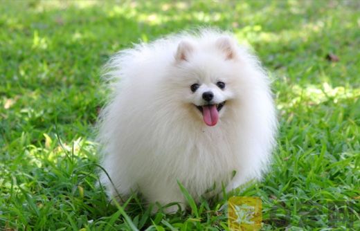 茶杯博美犬好养吗？(图1)