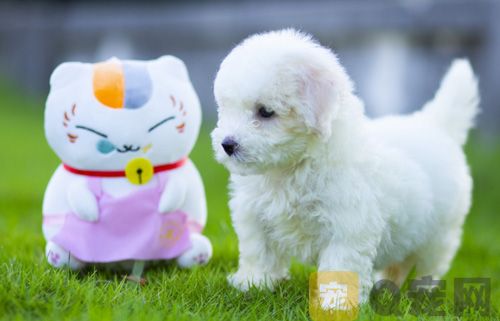 喂养刚出生的茶杯幼犬需要注意什么？