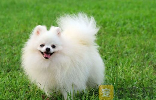 夏天宠物狗换毛要注意什么问题？