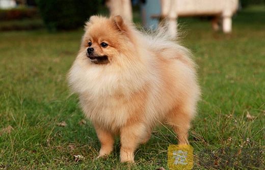 新手怎么养博美犬？需要注意什么问题？