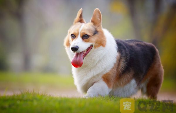 柯基犬为什么要断尾？(图1)