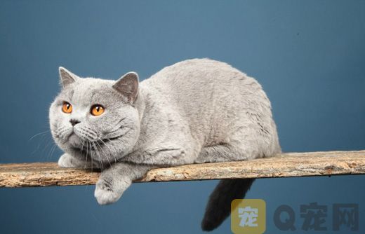 猫咪太热了怎么降温？