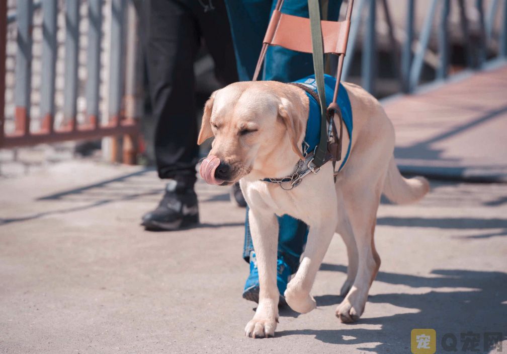 导盲犬带吃货主人吃火锅，结果你猜不到(图1)
