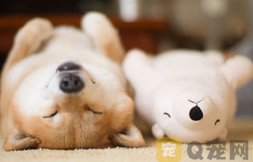 狗狗体外驱虫多久可以洗澡？这些你不能忽略(图2)