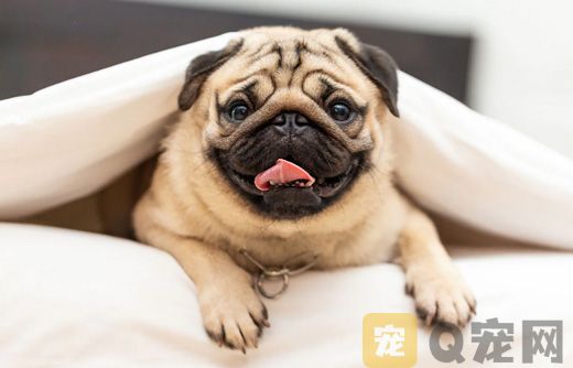 养宠知识：狗狗能吃石榴子吗？(图3)