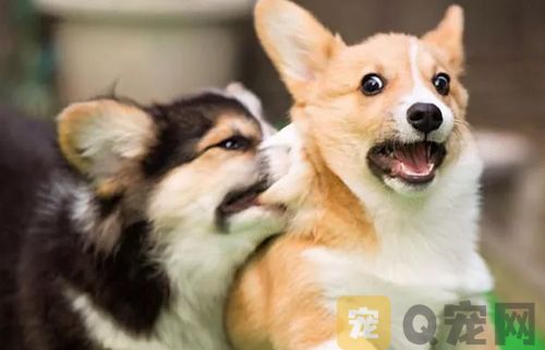 养宠知识：狗狗能吃石榴子吗？(图4)